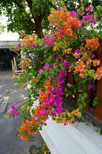 Add beauty to your porch and pergolas with colorful bougainvilleas