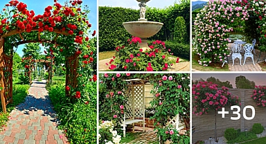 30 Stunning “Rose Garden” Ideas for Your Backyard