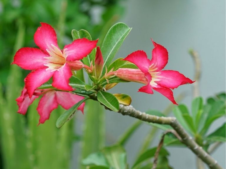 Desert Rose Propagation Starting Adenium Grow Seeds Or Cuttings