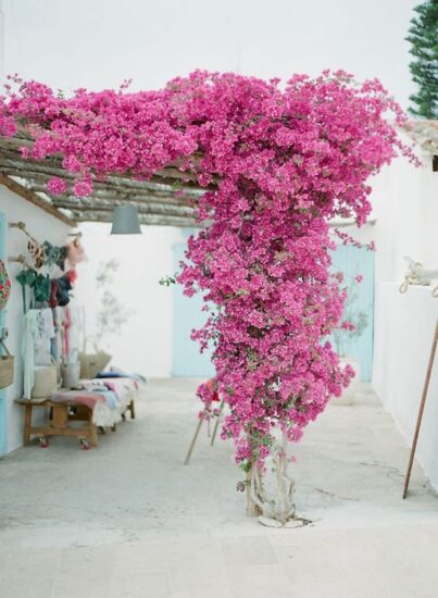 Add beauty to your porch and pergolas with colorful bougainvilleas