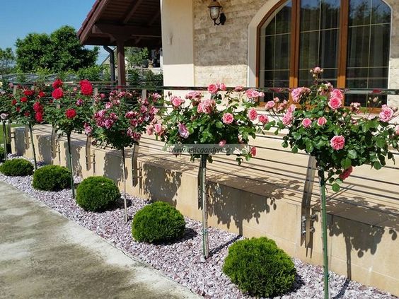 30 Stunning “Rose Garden” Ideas for Your Backyard