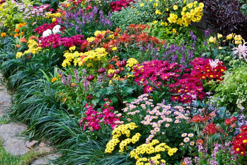 16 Gorgeous Ideas To Have Mums In Your Garden