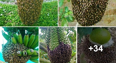 Blossoms And Bees: An Enchanting Story Of Nests Amidst Fruity Branches