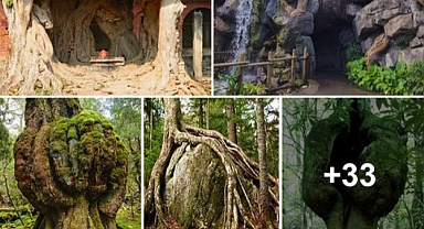 Fostering The Fascinating Journey Of Woody Perennial Plants: Growth And Development Unveiled