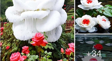 Under the Icy Sky, Immense Flowers Unveil Their Splendor