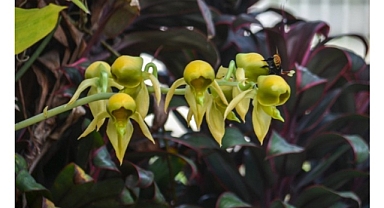 Catasetum viridi flavum – A Fascinating Species of Orchid