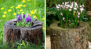 Old logs were transformed into beautiful flower beds.