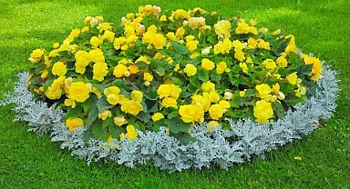 Upgrade Your Front Yard Flower Garden with These 38 Stunning DIY Ideas for Affordable Elegance!