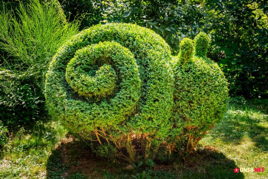 20 Boxwood Landscaping Ideas (shrubs and trees)