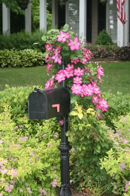 Clematis, the queen of climbing plants – great ideas for your yard and garden