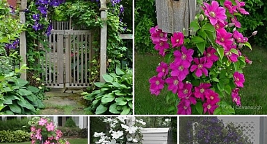 Clematis, the queen of climbing plants – great ideas for your yard and garden