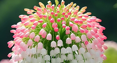 Enhance Your Garden with the Enchanting Lily of the Valley