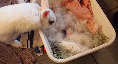 Baby Rabbits: From Newborn to First 4 Weeks of Life