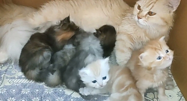 Ginger Persian Mom with her 5 kittens