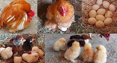 Put eggs of fancy hen under the Aseel hen