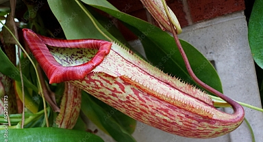 5 Unreal Plants That Defy Earthly Expectations