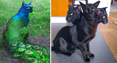 15 Abnormally Strange Cats That Actually Exist