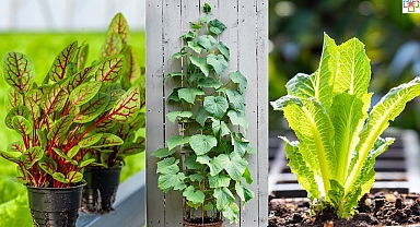18 Fast Growing Vegetables for Quick Harvest (Grown in Containers Too)