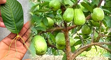 An easy way to grow pumpkin leaves with aloe vera