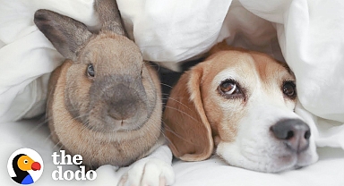 Beagle And Bunny Are Basically Sisters | The Dodo