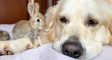 Cute Baby Bunnies think the Golden Retriever is their Mother