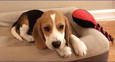 Cute beagle puppy 5 months to 5 years