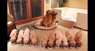 Cutest Puppies! Mother Dogs and Cute Puppies Videos Compilation, Cute moment of Puppy