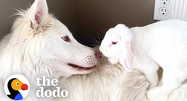 Dog Can't Stop Smiling When He Gets A Bunny Sister | The Dodo Odd Couples