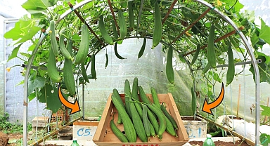 Easy to grow - Lots of fruit - I wish I knew how to grow Loofah like this sooner