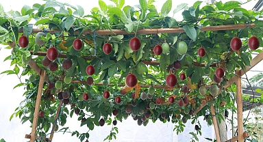 Fruitful - Delicious - Growing passion fruit at home is not difficult