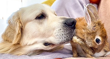 Golden Retriever Bailey and Rabbit Sam - Cutest Friends