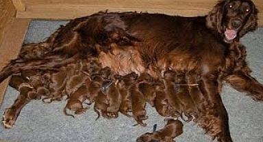 Golden Retriever Gives Birth, Then Doctors Realize They're Not Puppies
