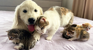 Golden Retriever Puppy as Another "Baby Kitten" of a Mom Cat