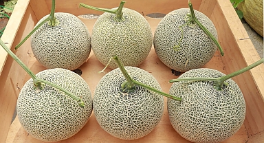 Growing melons hanging plastic bowls on the terrace - Big fruit - Orange flesh