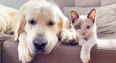 How a Golden Retriever and a Kitten Became Best Friends Compilation