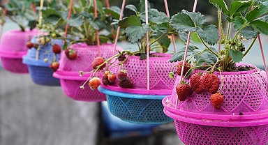 How I Grow Strawberries On The Balcony Easily