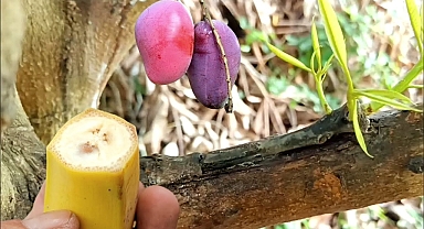 How to Graft Mango Trees With Skin Using Natural Bananas