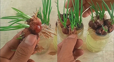 How to Grow Onions With Water | Onions With Water