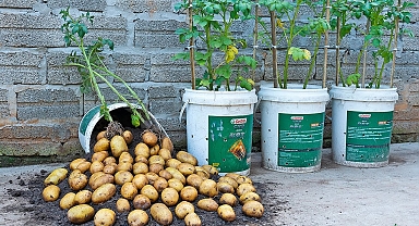 How to grow potatoes with eggs and milk in plastic containers - so many tubers - big