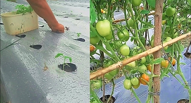 How to grow tomatoes from seed to harvest