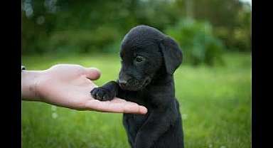 Labrador Compilation - Cute and Funny