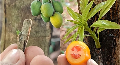 Mango Grafting Results With Natural Hormone Tomato | Single Bud Grafting on Mango Tree