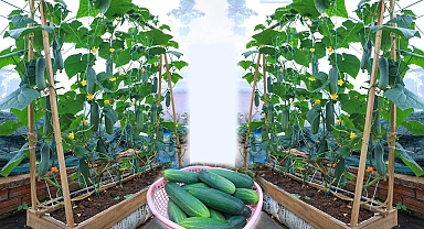 New idea | grow cucumbers at home for many fruits
