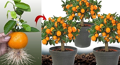 New idea ! Growing Oranges With Aloe Vera and Eggs​ | How to Grafting Oranges