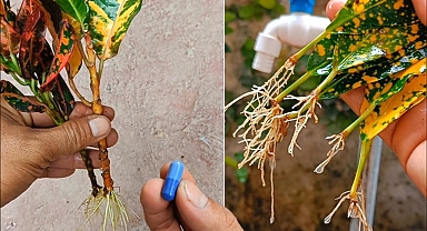 Nice Idea | How to Grow Croton From Stem Cuttings | Best Natural Rooting Hormone