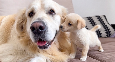 Puppy trying to make friends with a Golden Retriever