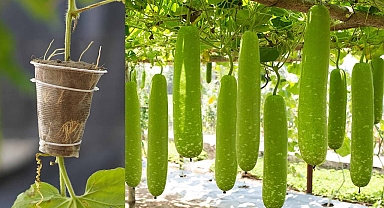 Super Fast Growing Gourd Saves Cost And High Yield