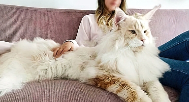 The BIGGEST CAT BREEDS In The World