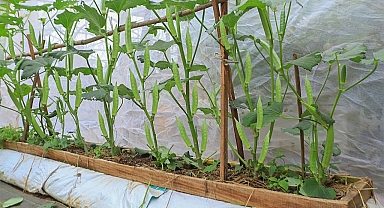 The method of growing okra on the terrace with many fruits - High yield