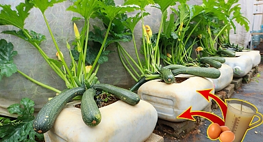 The secret to growing squash in a plastic can with milk and eggs - Many fruits - big - long